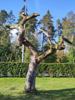 © Björken trädvård 4