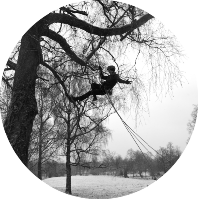 © Björken treeclimbing 4 round